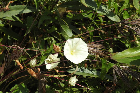Field bindweed growing wild in the Los Padres National Forest, California. 