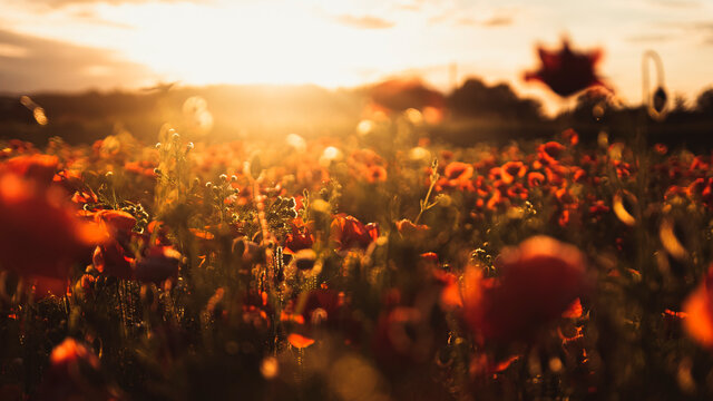 View Of Flowering Poppy On Field During Sunset