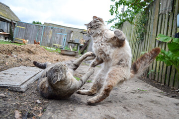 Stray march aggressive cats fighting in village