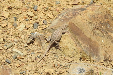 A pregnant side-blotched lizard perched on the edge of a rock in the Los Padres National Forest, California.
