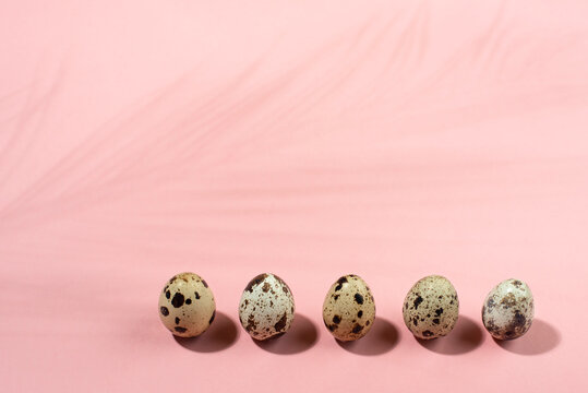 Quail eggs in a row on pink background with palm leaf shadow.