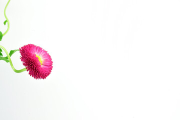 Bellis Perennis flower on white background, copy space. © Juan Antonio 