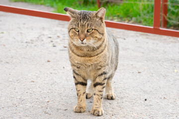 Naklejka na ściany i meble homeless tabby cat on the street. portrait of big cat