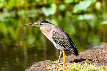 Mangrovereiher im Botanischen Garten Pamplemousses auf der Insel Mauritius, close up.