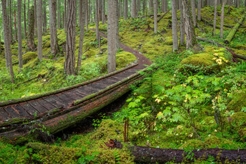 USA, Washington State, Olympic National Forest. Panoramic of Lower Dungeness Trail in forest.