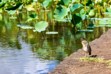 Mangrovereiher im Botanischen Garten Pamplemousses, Mauritius.