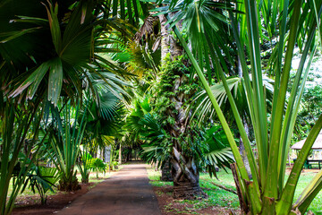Mauritius, Botanischer Garten Pamplemousses