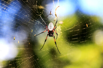 Botanischer Garten Pamplemousses in Mauritius, Spinne im Netz mit Beute.