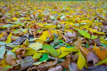 colorful leaves on the ground. autumn concept