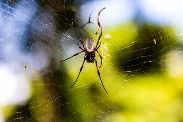 Mauritius, Botanischer Garten Pamplemousses