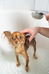 russian small cute lovely brown puppy toy terrier girl taking emotional shower in bathroom
