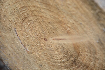 Słoje drzewa wióry drewno budownictwo natura naturalne las - obrazy, fototapety, plakaty