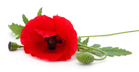 One red poppy and green leaves.