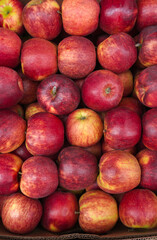 Ripe organic red apples background