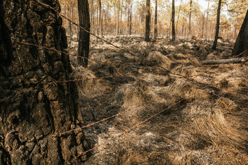 Forest burned by a forest fire, we can distinguish the ash from the grass, burned trunks, bushes, with predominantly ocher and green colors.