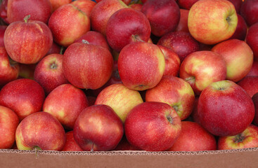 red apples in a basket