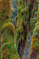 Hall of Mosses in the Hoh Rainforest of Olympic National Park, Washington State, USA