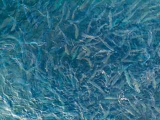 Fish farm for breeding for rainbow trout and salmon fry in net cages. Concept aquaculture...
