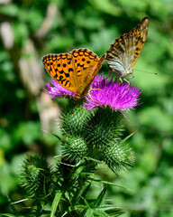Image of Orange dotted butterflies on purple flowers printed on Printed Glass Splashbacks