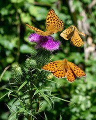 Obraz premium Orange dotted butterflies on purple flowers