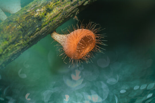 Cookeina Sulcipes On Dried Logs Cookeina Sulcipes Are In The Phylum Ascomycota