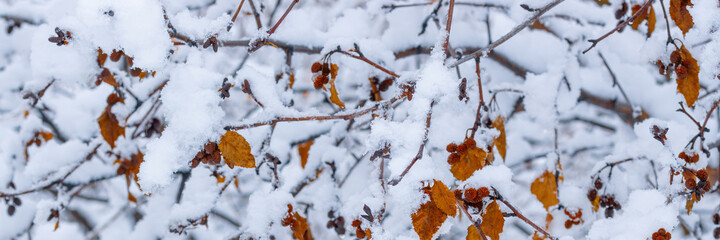 Snow on the branches of trees and bushes after a snowfall. Beautiful winter background with snow-covered trees. Autumn leaves on plants in a forest park. Cold snowy weather. Cool texture of fresh snow