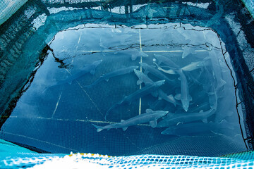Fish farm for breeding sturgeon fry. Concept aquaculture pisciculture