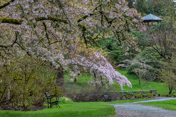 Spring bloom at the Arboretum in Seattle, Washington State, USA