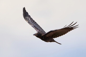 Common raven in flight (Corvus corax)