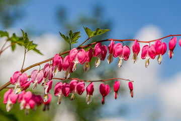 Close-up flowers of a bleeding heart Dicentra Spectabils
