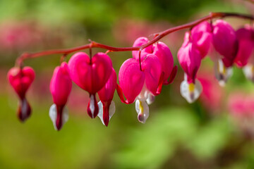 Close-up flowers of a bleeding heart Dicentra Spectabils
