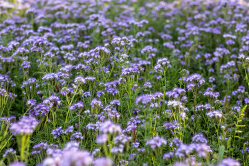 The field is blooming phacelia - a special honey plant for bees