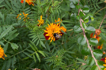 Bee collects nectar sitting on an orange marigold. Bee on blossoming marigold flowers.