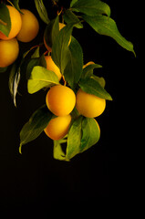 tree branch with bright yellow fruits