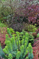 Spring color with deer proof shrubs and trees, Sammamish, Washington State.