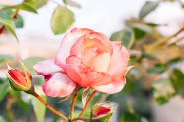 One large close-up of a pink rose in the sun at sunset. Pink and white rose bushes blooming in the garden. Caring for rose bushes and shrubs. Copy space