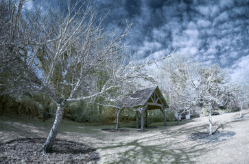 orchard and vintage cider press in infrared cornwall uk 