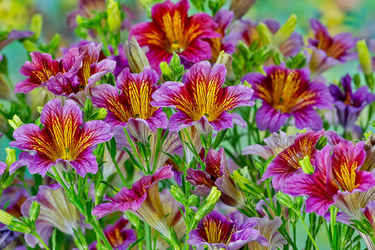 Painted tongue flowers in purple and gold