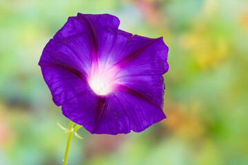 Neon colors of morning glory