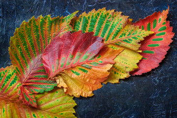 Several bright multi-colored leaves from different trees on dark background. Scenic autumn background