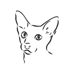 Oriental Shorthair cat. Hand drawn style print. Vector illustration.