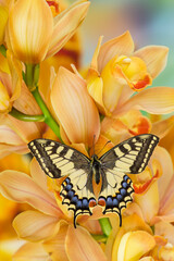 Old world swallowtail, Papilio machaon, butterfly on large golden cymbidium orchid
