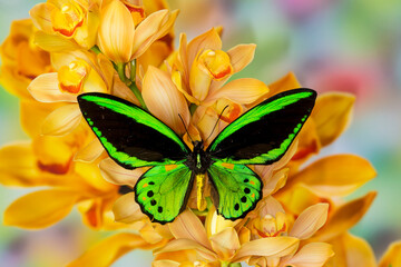 Black and green birdwing butterfly, Ornithoptera priamus, on large golden cymbidium orchid