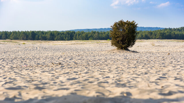 Lonley bush on Bledow Desert