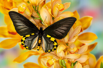 Male birdwing butterfly, Troides hypolitus, on large golden cymbidium orchid