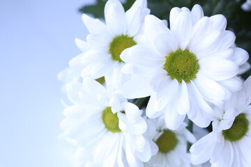 White flowers with a green center 