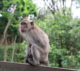 Wild monkey