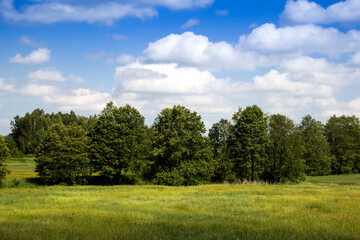 deciduous trees in the summer