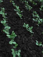 raw green peas leaves in garden
