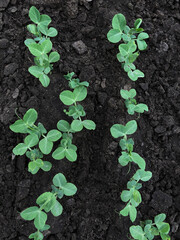 raw green peas leaves in garden
